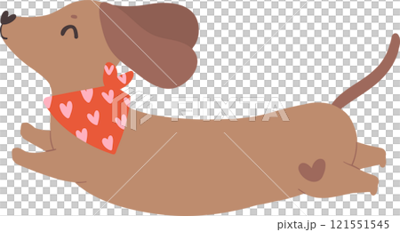 Cute Valentine Dog Dachshund wears heart bandana 121551545