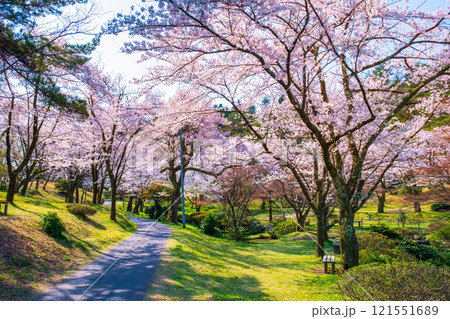 村松公園の桜 121551689