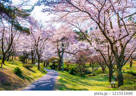 村松公園の桜 121551690