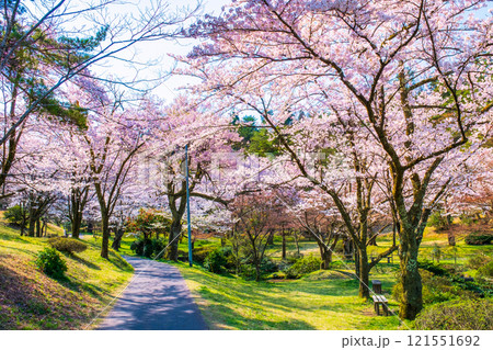 村松公園の桜 121551692