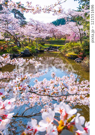 村松公園の桜 121551696