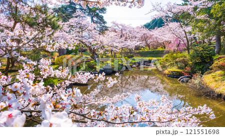 村松公園の桜 村松公園の桜 121551698
