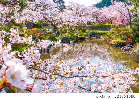 村松公園の桜 121551699