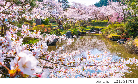 村松公園の桜 村松公園の桜 121551701