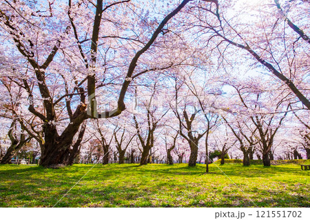 村松公園の桜 村松公園の桜 121551702