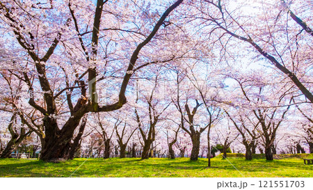 村松公園の桜 村松公園の桜 121551703