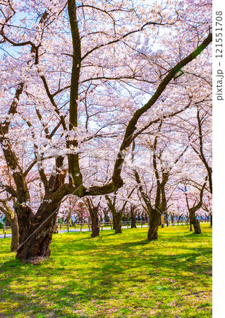 村松公園の桜 村松公園の桜 121551708