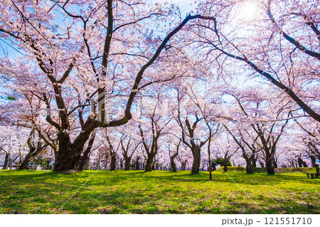 村松公園の桜 村松公園の桜 121551710