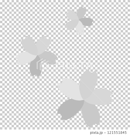 灰色上三種不同顏色花瓣的櫻花 121551845