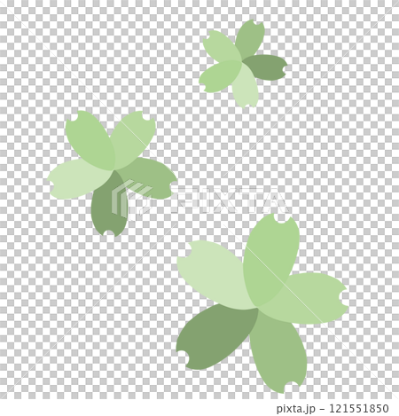 綠色上有三種不同顏色的花瓣的櫻花 121551850