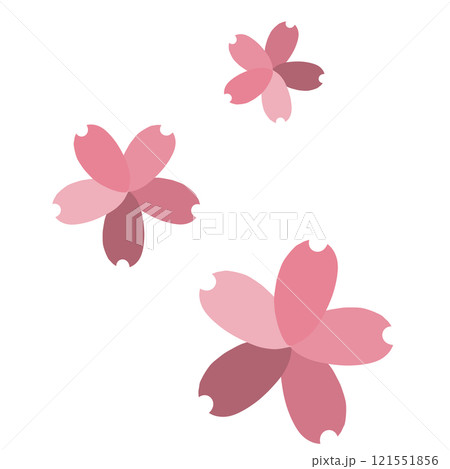 青みピンクの3つの色の違う花びらの桜の花 121551856