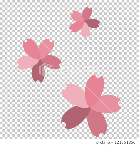 青みピンクの3つの色の違う花びらの桜の花 121551856