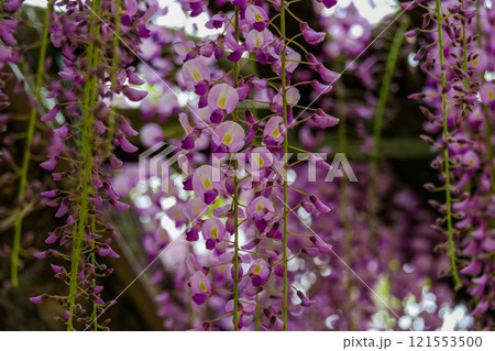 美しい紫色の藤の花が垂れ下がる風景 121553500