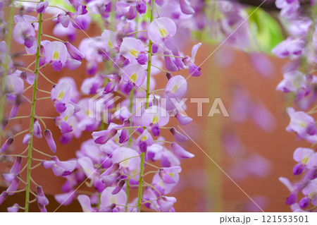 柔らかな紫色の藤の花が優雅に咲く風景 121553501