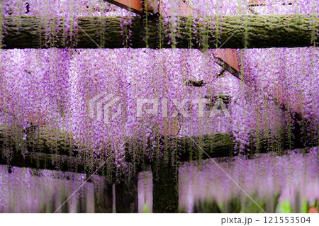 紫色の藤が垂れ下がる幻想的な藤棚の風景 121553504