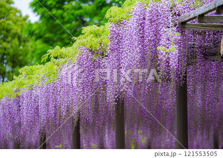 緑の葉と紫色の藤が調和する美しい藤棚 121553505