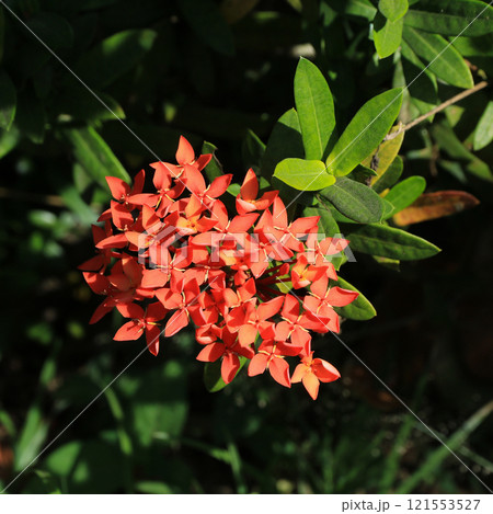 Ixora coccinea, flowering shrub and medical plant, photographed in Thailand. Ixora coccinea, flowering shrub and medical plant, photographed in Thailand. 121553527