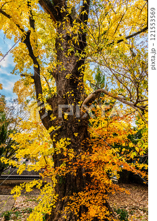 安勝寺の紅葉【長崎県諫早市】 121553569