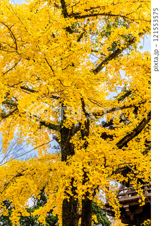 安勝寺の紅葉【長崎県諫早市】 121553575