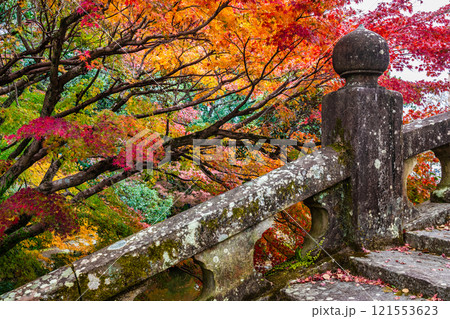 諫早公園眼鏡橋の紅葉【長崎県諫早市】 諫早公園眼鏡橋の紅葉【長崎県諫早市】 121553623