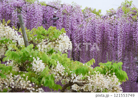 白い藤と紫の藤が織りなす美しい春の風景 白い藤と紫の藤が織りなす美しい春の風景 121553749