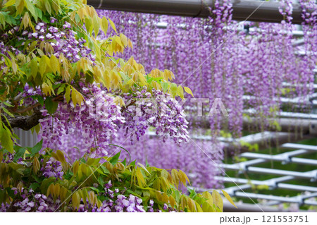 緑の若葉と紫色の藤が調和する美しい藤棚の風景 121553751