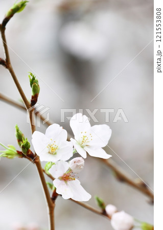 春の訪れを告げる桜(背景素材) 121553808