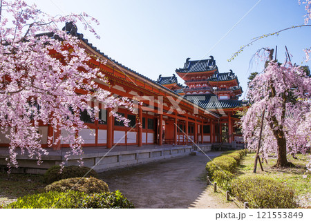 桜咲く平安神宮　平安神宮の神苑としだれ桜　満開の桜と平安神宮　京都の桜の名所　京都観光名所 121553849