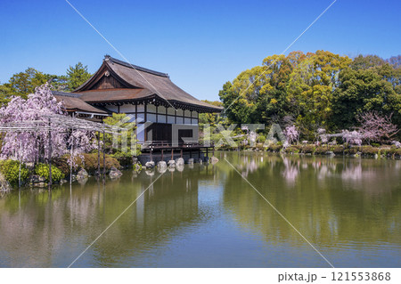 桜咲く平安神宮 平安神宮の神苑としだれ桜 満開の桜と平安神宮 京都の桜の名所 京都観光名所 桜咲く平安神宮 平安神宮の神苑としだれ桜 満開の桜と平安神宮 京都の桜の名所 京都観光名所 121553868