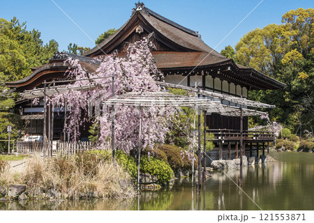 桜咲く平安神宮 平安神宮の神苑としだれ桜 満開の桜と平安神宮 京都の桜の名所 京都観光名所 桜咲く平安神宮 平安神宮の神苑としだれ桜 満開の桜と平安神宮 京都の桜の名所 京都観光名所 121553871