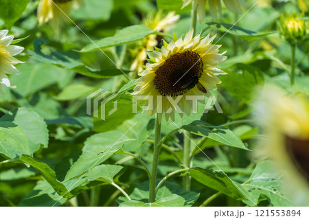 夏の日差しを浴びるひまわりの群生 121553894