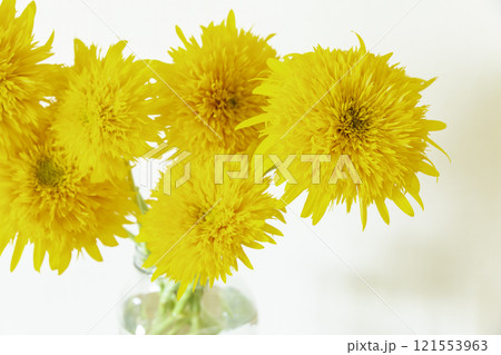 花びんに生けられた八重咲のゴッホのひまわり アップ 花びんに生けられた八重咲のゴッホのひまわり アップ 121553963