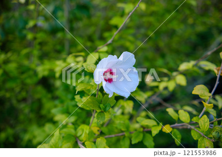 緑の中に咲く白いムクゲの花 緑の中に咲く白いムクゲの花 121553986