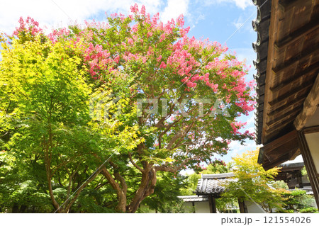 圓光寺の百日紅 121554026