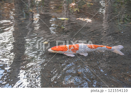 ニシキゴイ ニシキゴイ 121554110