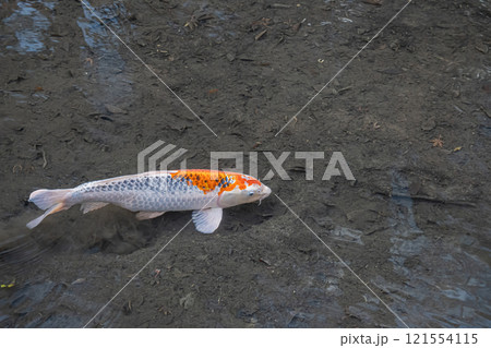 ニシキゴイ ニシキゴイ 121554115