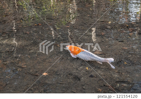 ニシキゴイ ニシキゴイ 121554120