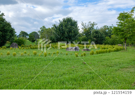 馬見丘陵公園に広がる緑のコキア畑 121554159