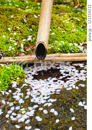 京都　本満寺の散り桜（京都府京都市上京区） 121554215