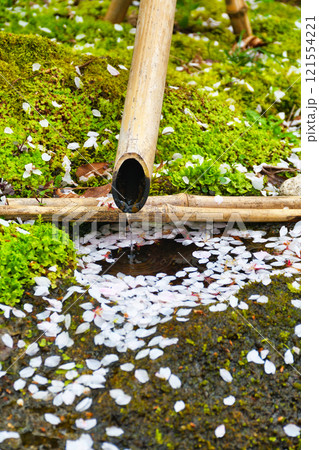 京都　本満寺の散り桜（京都府京都市上京区） 121554221