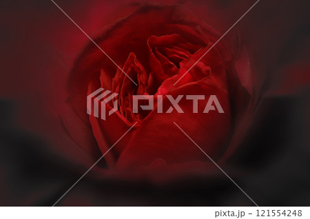 暗がりに浮かび上がる大人シックな赤いバラのテクスチャー(周囲を柔らかくぼかしたレタッチ加工素材) 暗がりに浮かび上がる大人シックな赤いバラのテクスチャー(周囲を柔らかくぼかしたレタッチ加工素材) 121554248