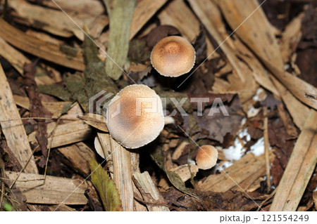 かわいいクヌギタケが育つ土壌(自然光+ストロボマクロ接写) かわいいクヌギタケが育つ土壌(自然光+ストロボマクロ接写) 121554249