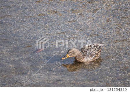 賀茂川を泳ぐマガモ　メス 121554339