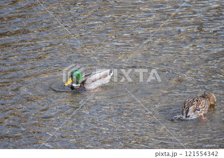 賀茂川を泳ぐマガモのつがい 121554342