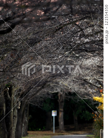 真冬の夜の桜並木 121554350