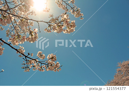 ソメイヨシノ 121554377