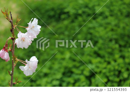 桜の花 121554393