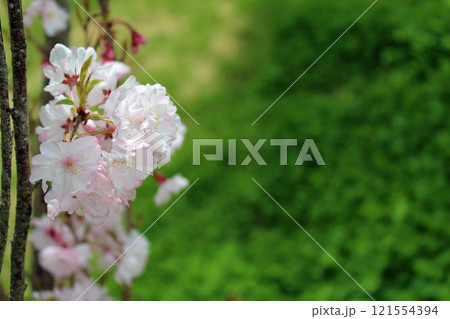 桜の花 121554394