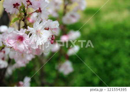 桜の花 121554395