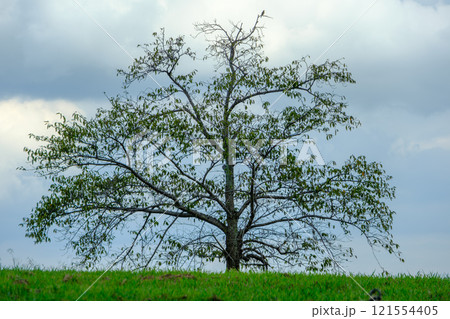 緑の草原に立つ一本の木 121554405